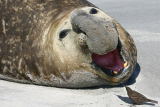 Elephant Seal & Tussock Bird